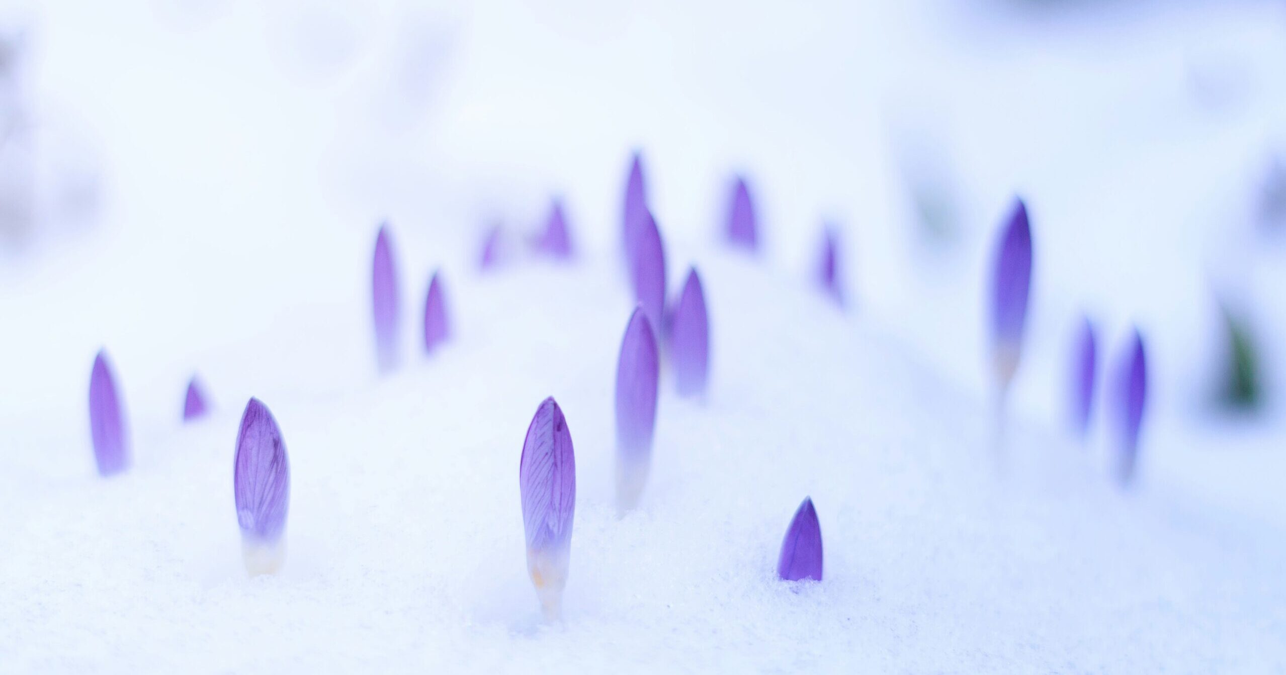 Why Preparing for Spring is Worth It and How to Do It